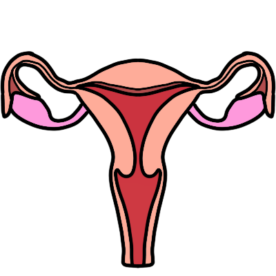 a drawing of a uterus, with fallopian tubes, ovaries and top of birth canal.